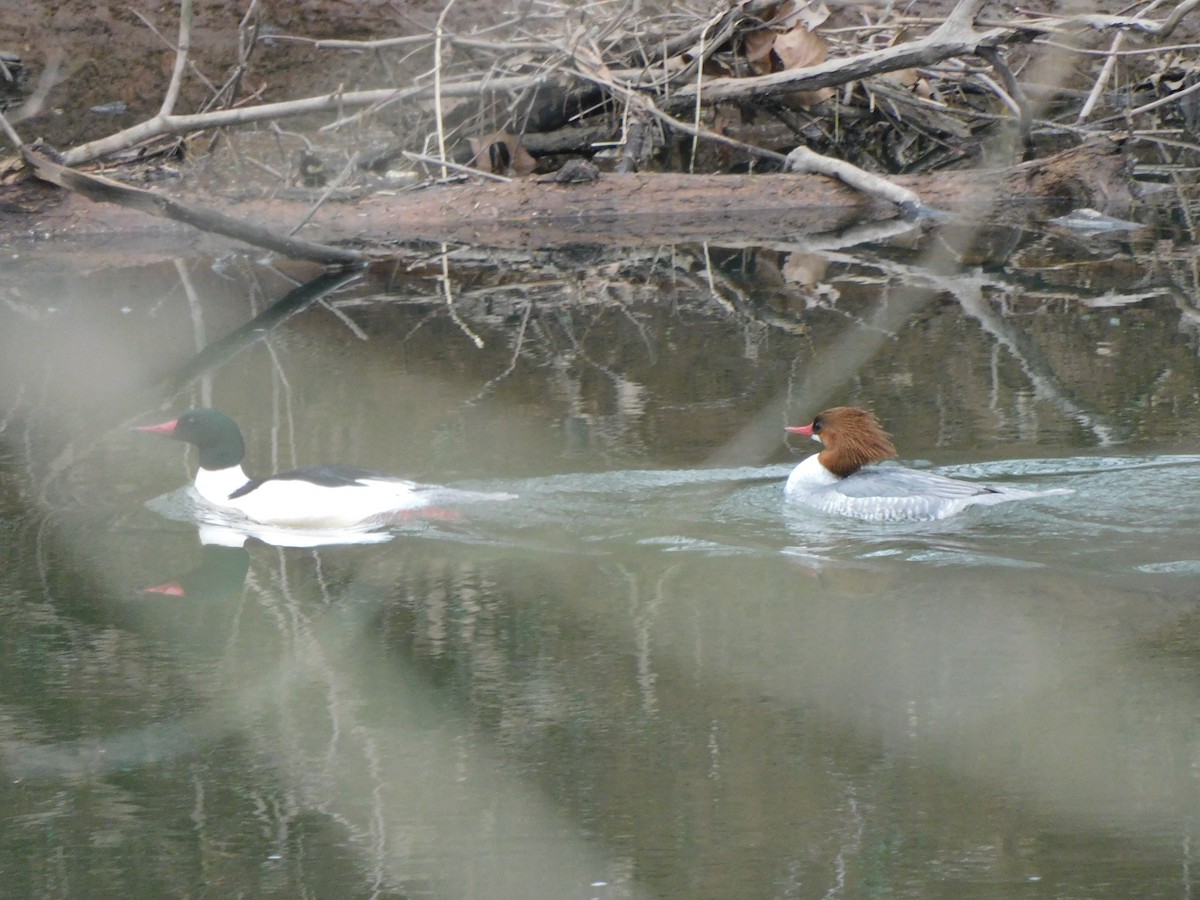 Common Merganser - ML534798921