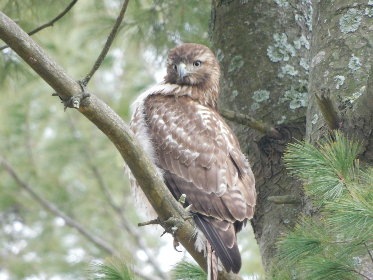 Red-tailed Hawk - ML534798951