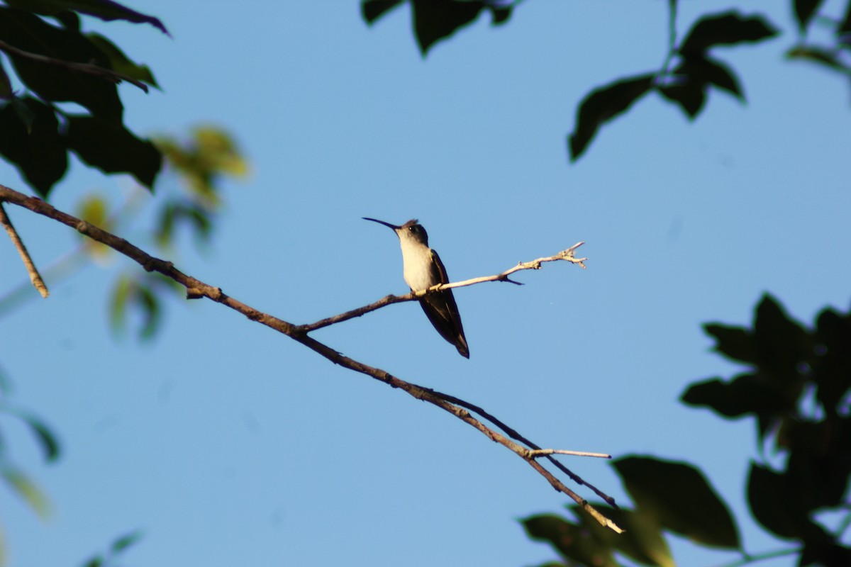 kolibřík klínoocasý - ML534798971