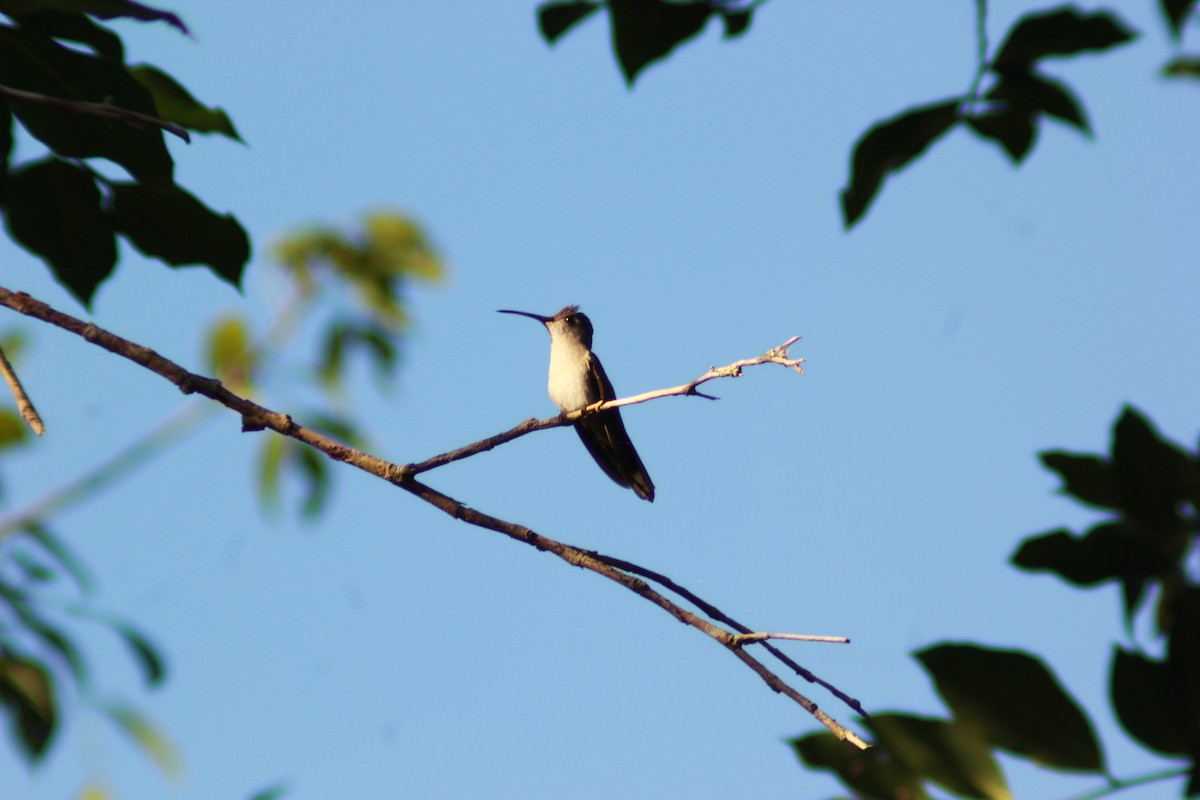 kolibřík klínoocasý - ML534798981