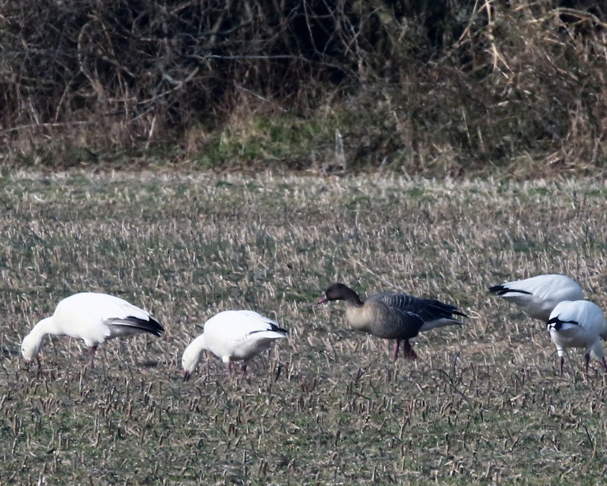 Pink-footed Goose - ML534799011