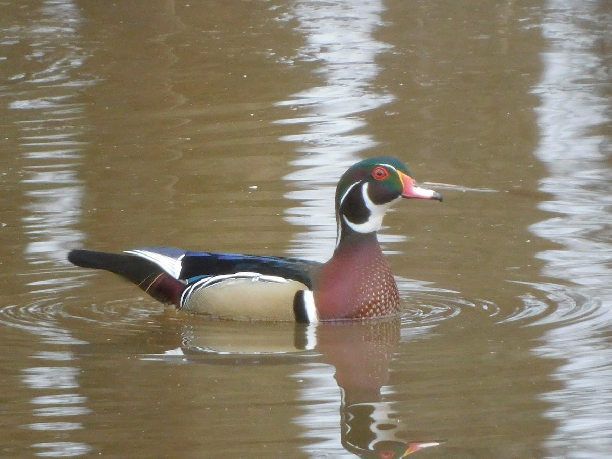Wood Duck - ML534799271
