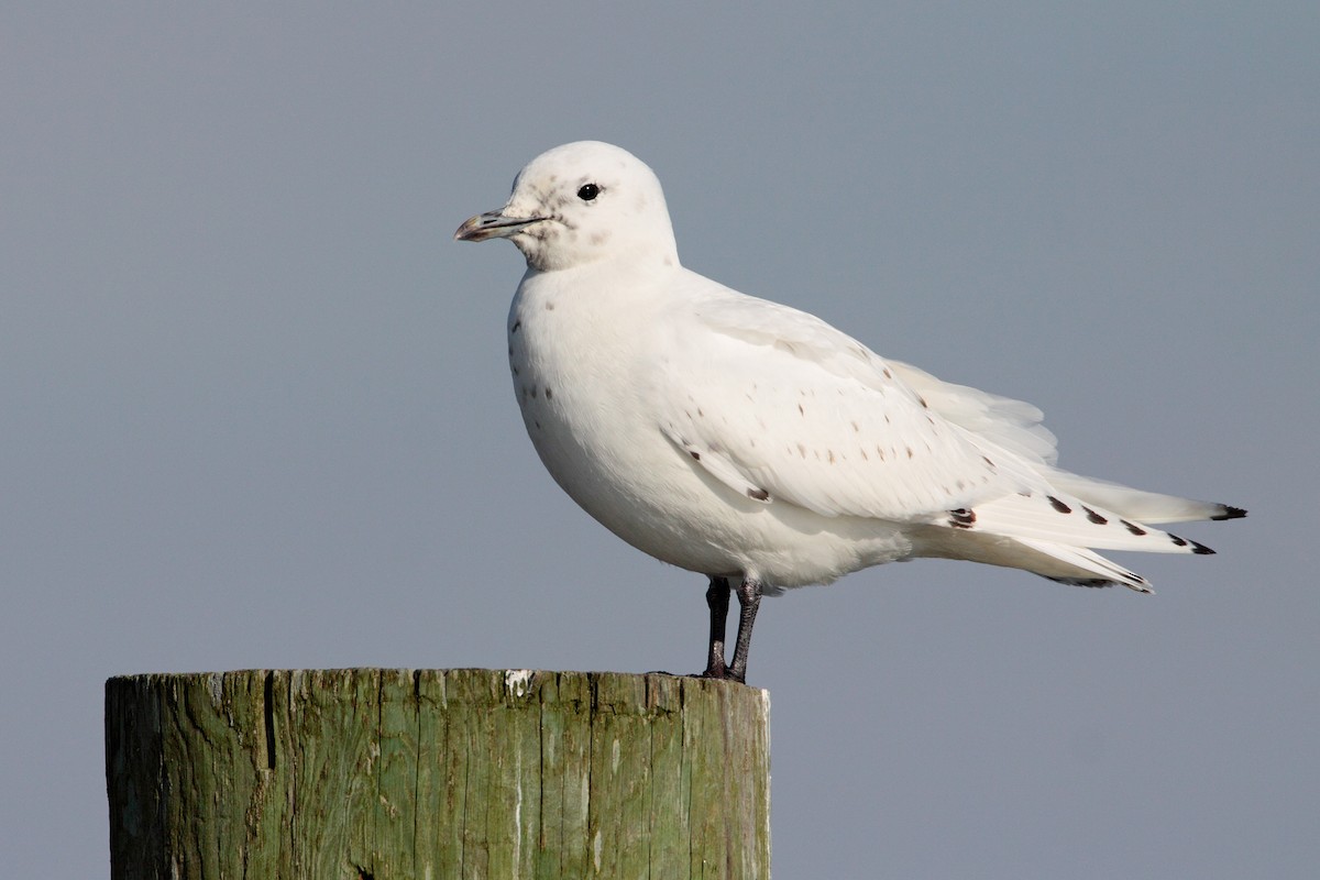 Mouette blanche - ML534800531