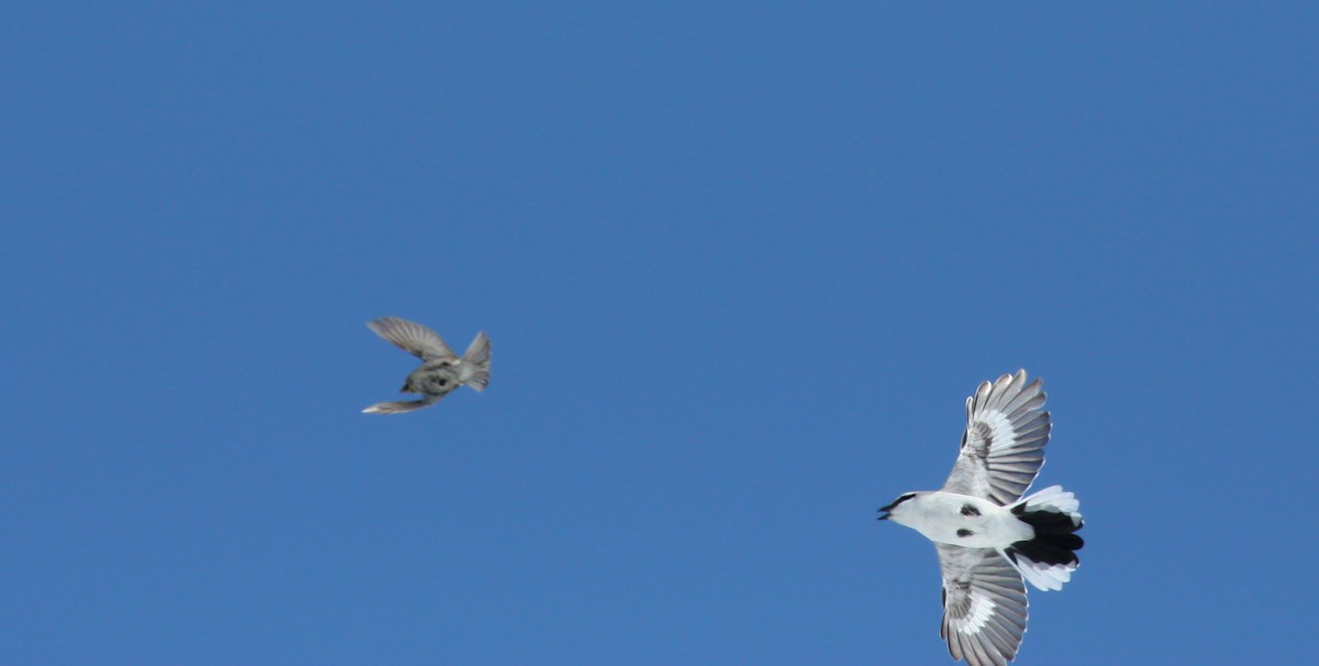 Northern Shrike - ML53480061