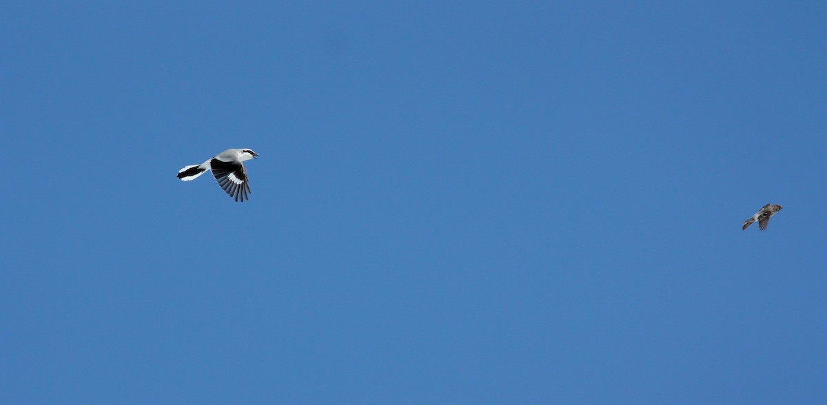 Northern Shrike - ML53480071