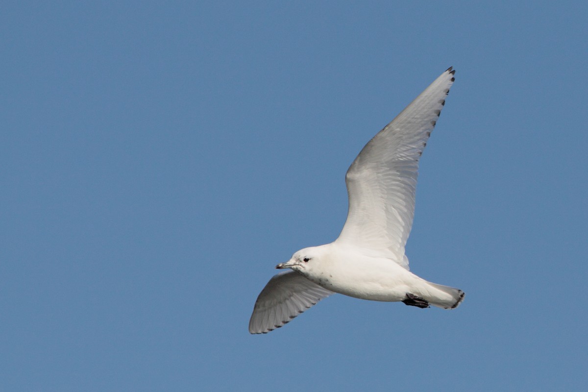 Mouette blanche - ML534800891