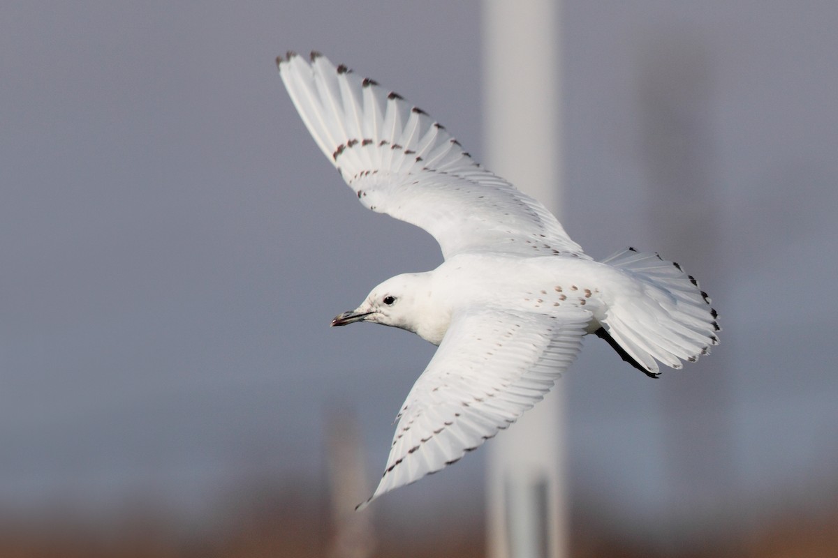 Ivory Gull - ML534800981