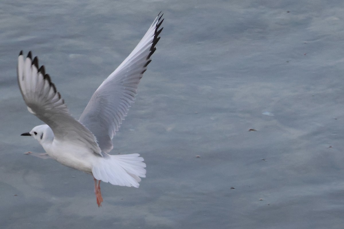 Bonaparte's Gull - Joseba Amenabar