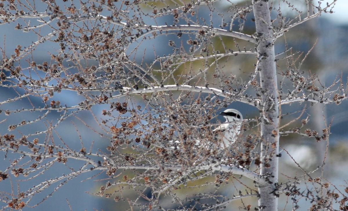 Northern Shrike - ML53480191