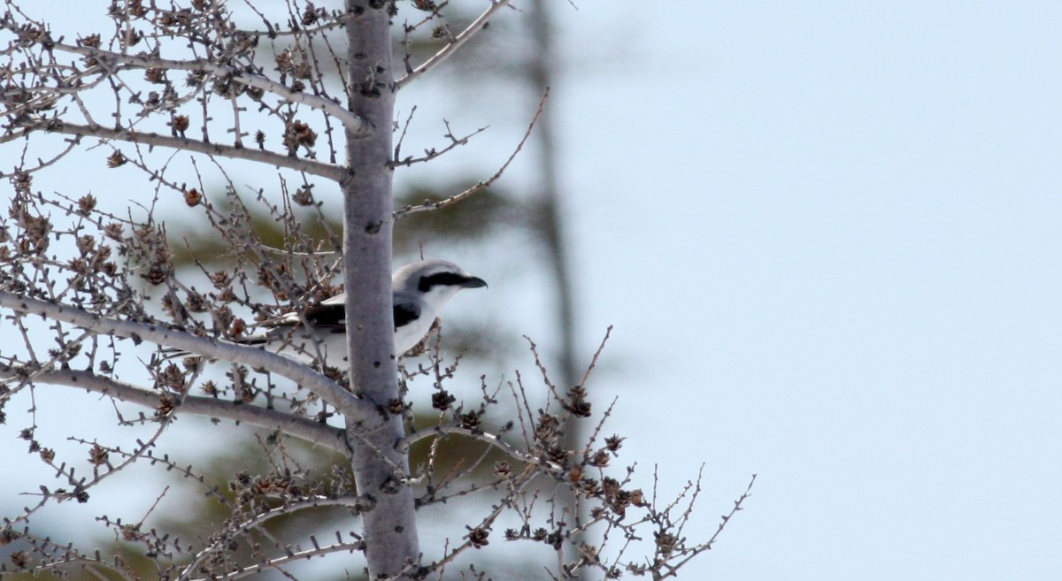 Northern Shrike - ML53480201