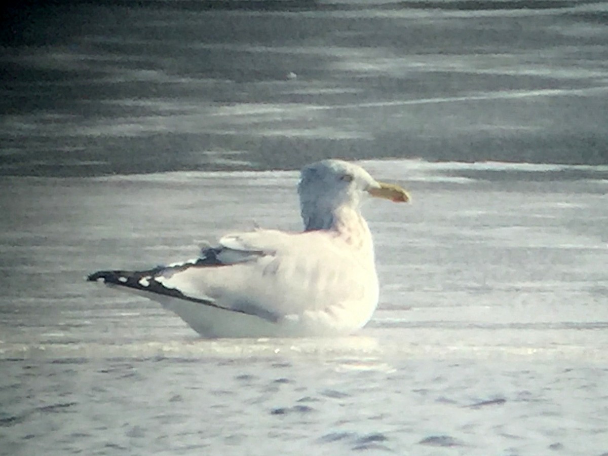 Herring Gull (American) - ML534804591