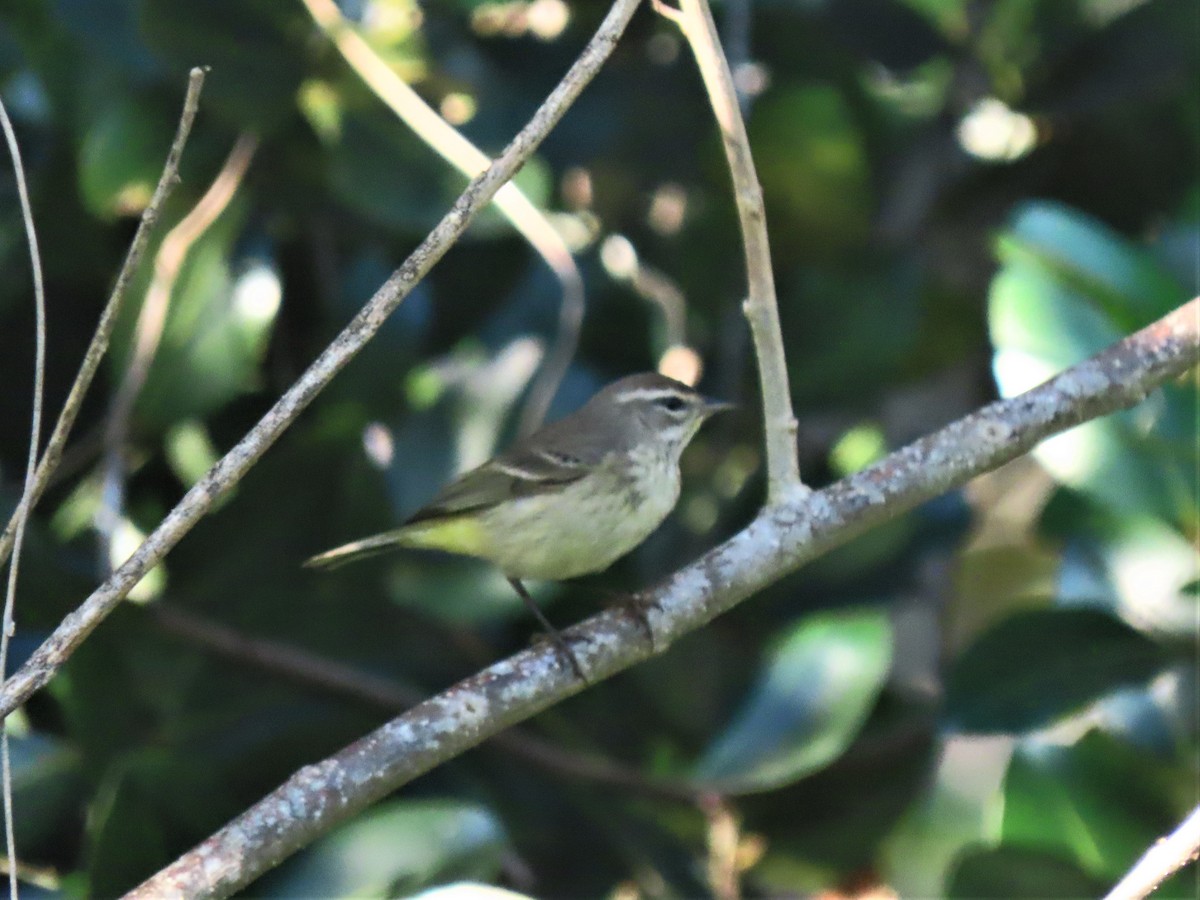 Palm Warbler (Western) - Doug Kibbe