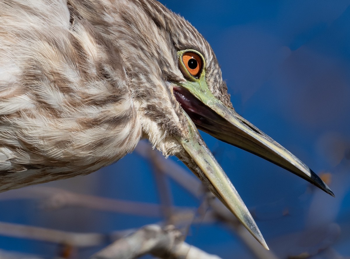 Black-crowned Night Heron - ML534805721