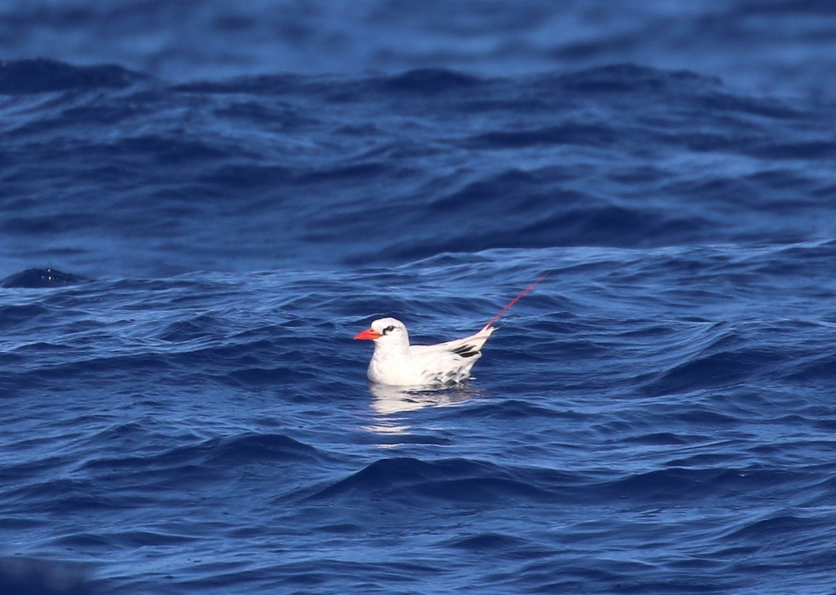 Red-tailed Tropicbird - Don Coons