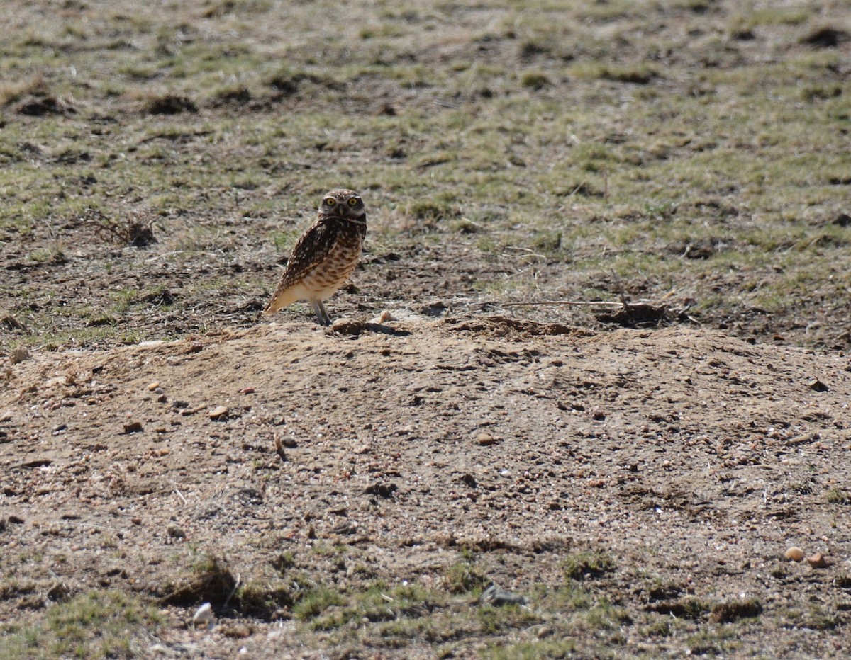 Burrowing Owl - ML53480681