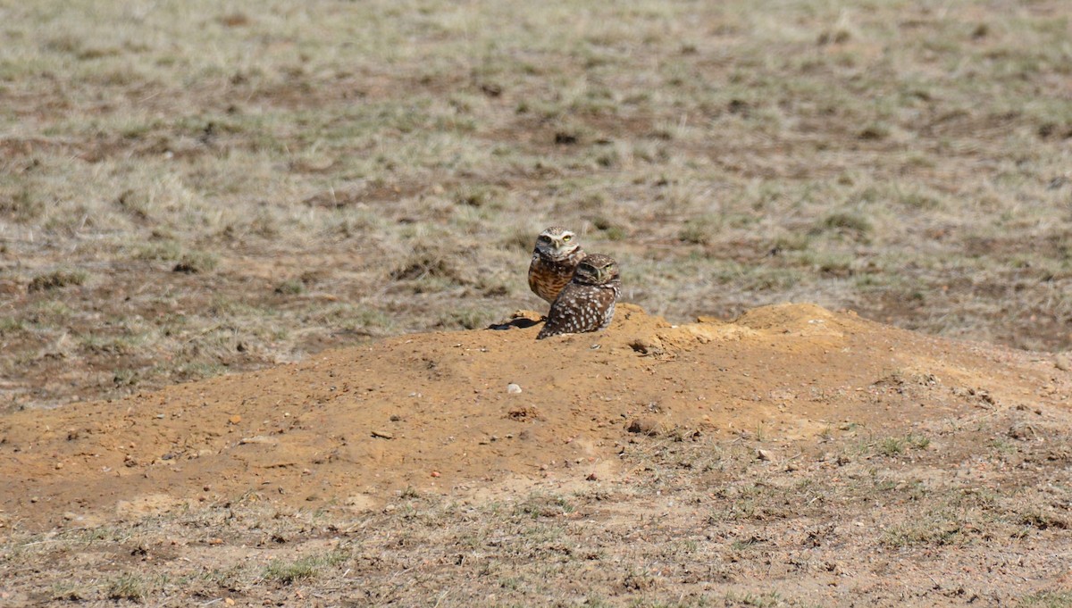 Burrowing Owl - Nancy Westfall