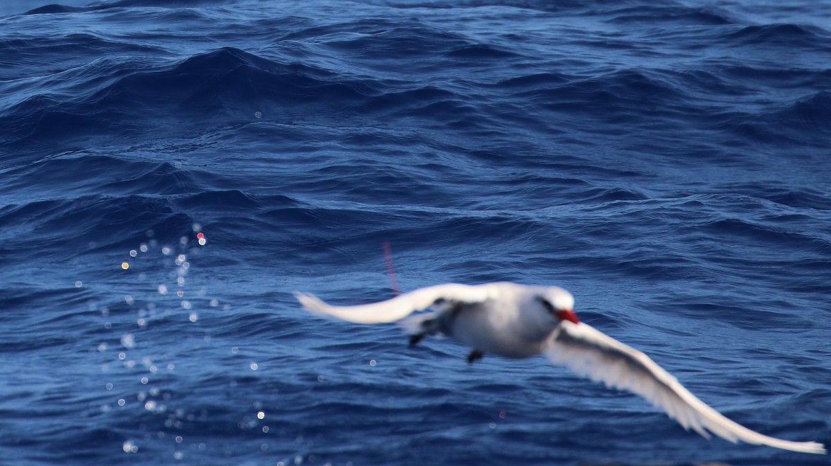 Red-tailed Tropicbird - Don Coons