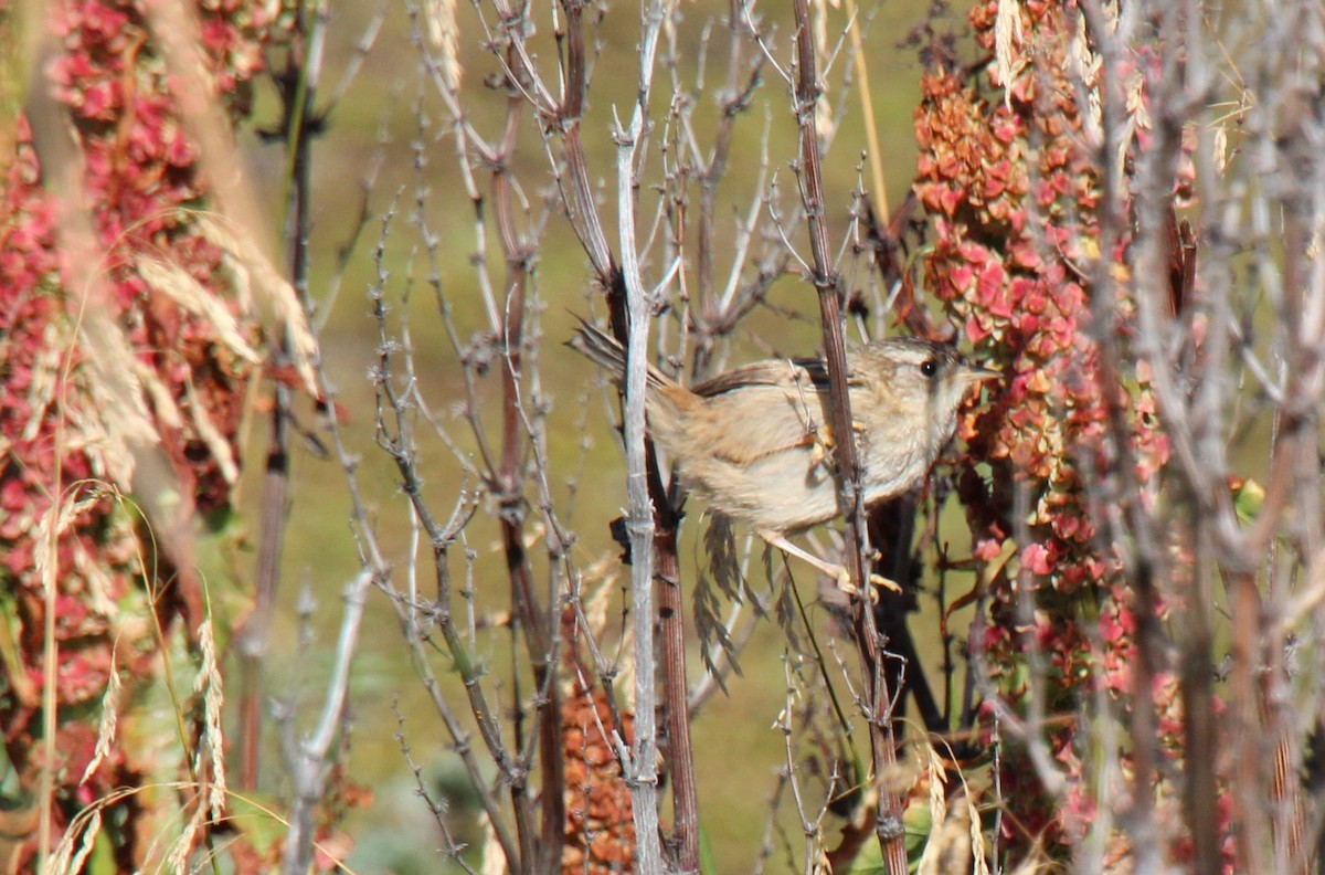 Grass Wren - ML534807441