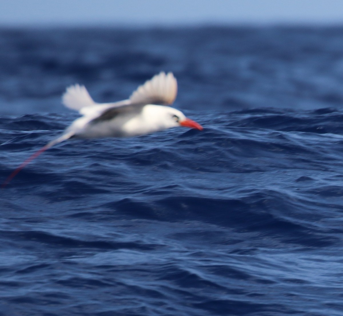 Red-tailed Tropicbird - Don Coons