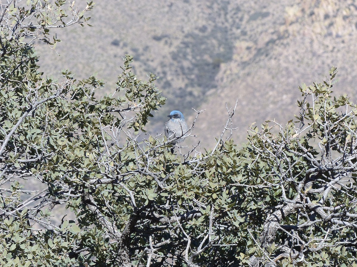 Woodhouse's Scrub-Jay - ML534808661