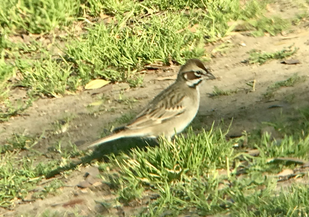 Lark Sparrow - ML534813541
