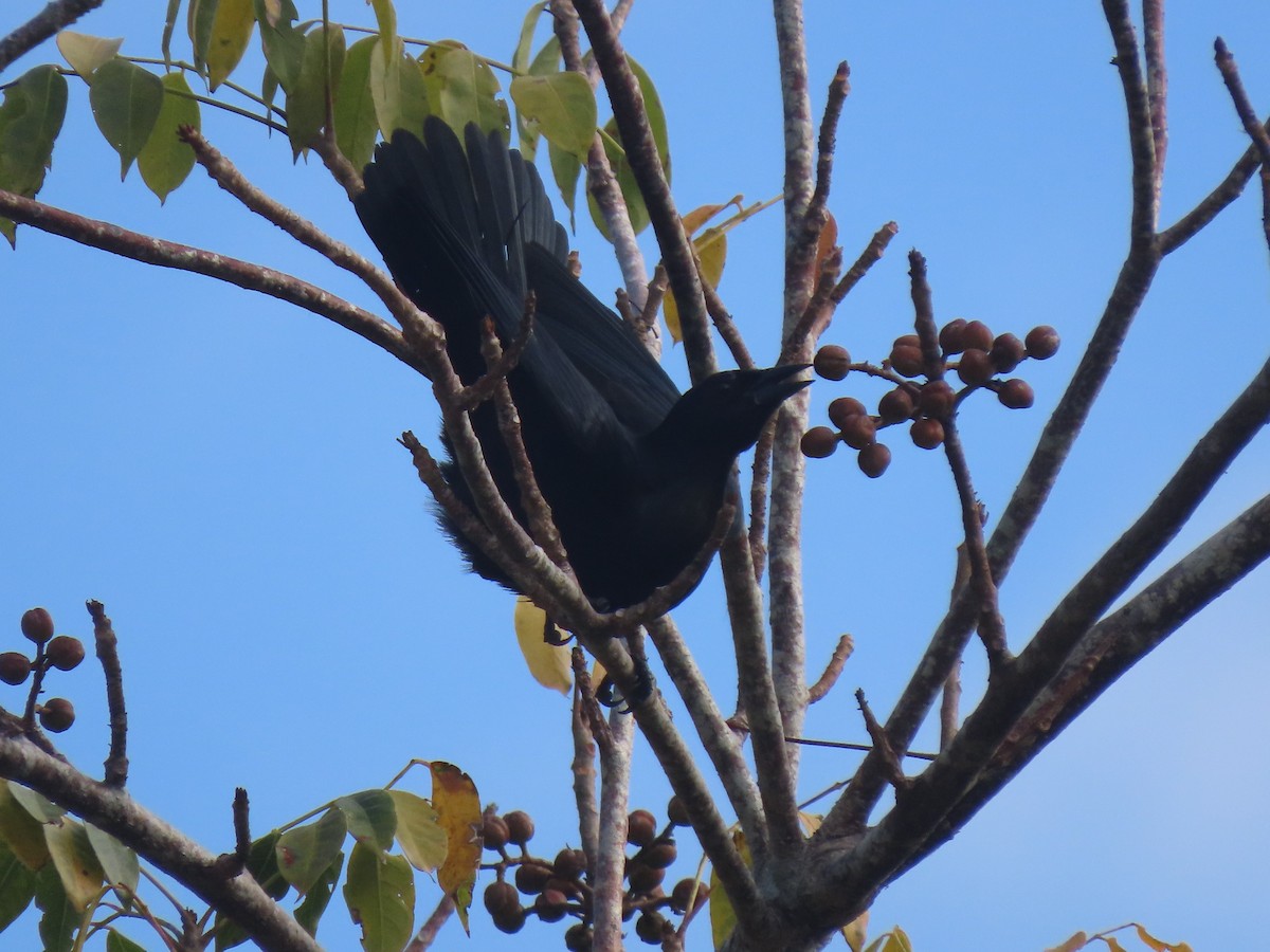 Shiny Cowbird - ML534814981