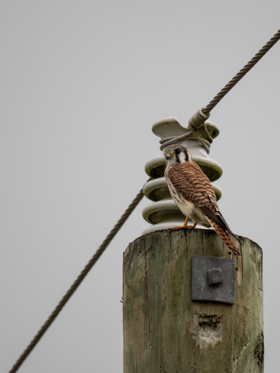 American Kestrel - ML534815371