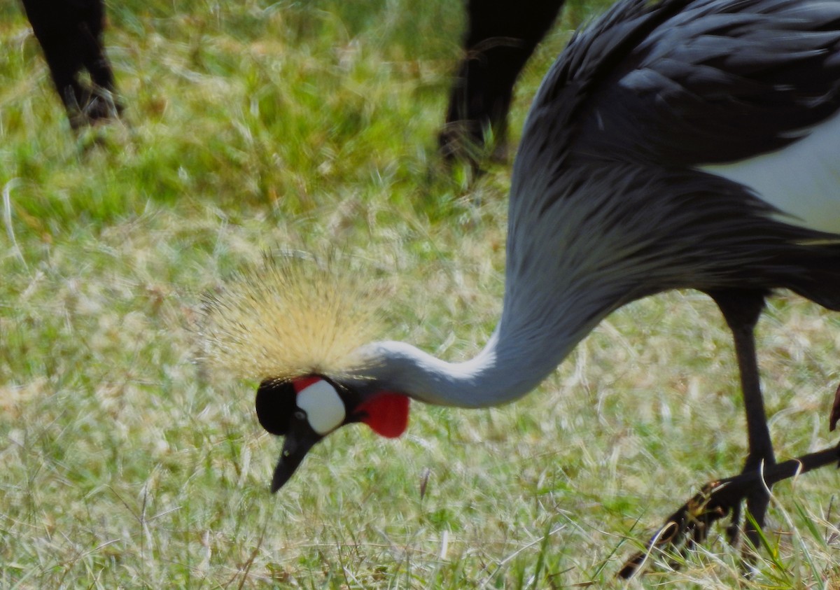 Gray Crowned-Crane - ML534815701