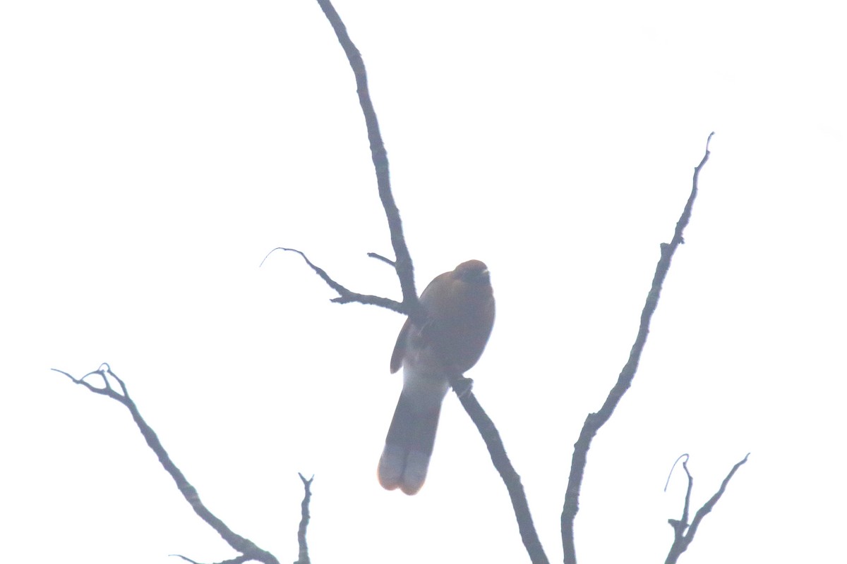 Buffy Laughingthrush - ML53481701