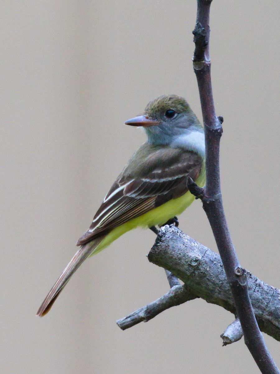 Great Crested Flycatcher - Edward Plumer