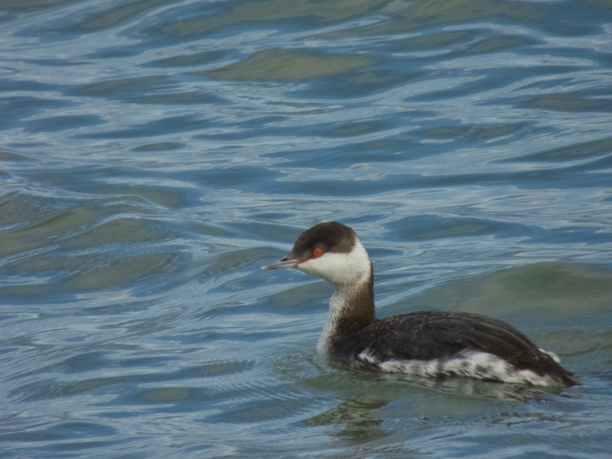 Horned Grebe - ML534817351