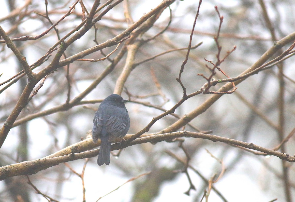 Slaty Bunting - ML53481761