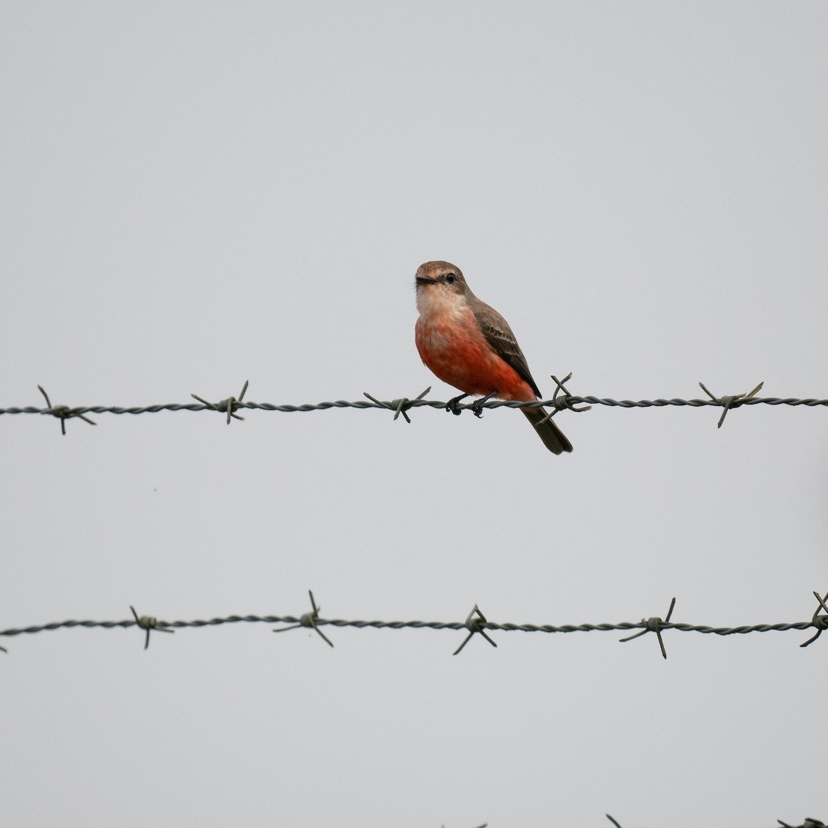 Vermilion Flycatcher - ML534818091