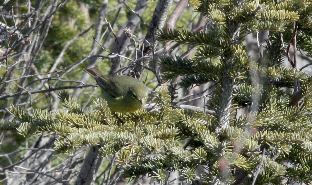 Orange-crowned Warbler - Jay McGowan