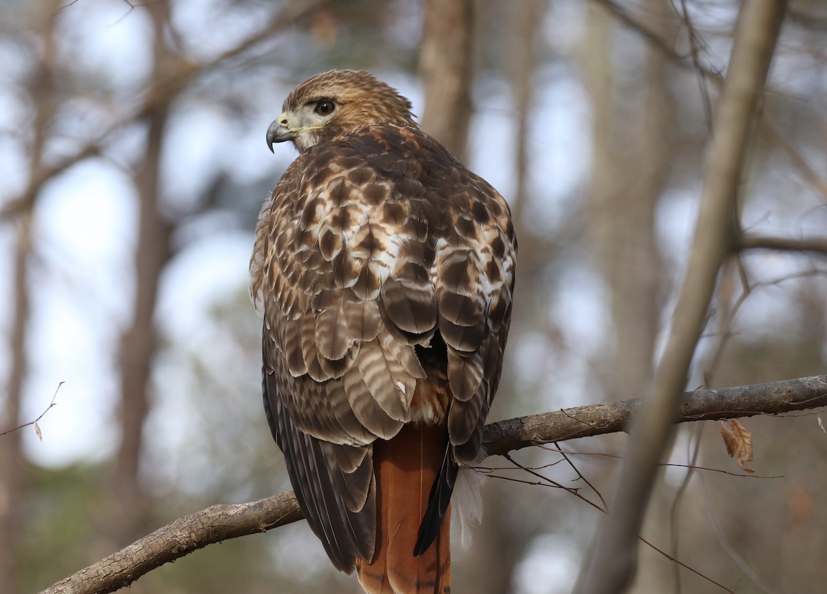 Red-tailed Hawk - ML534819291