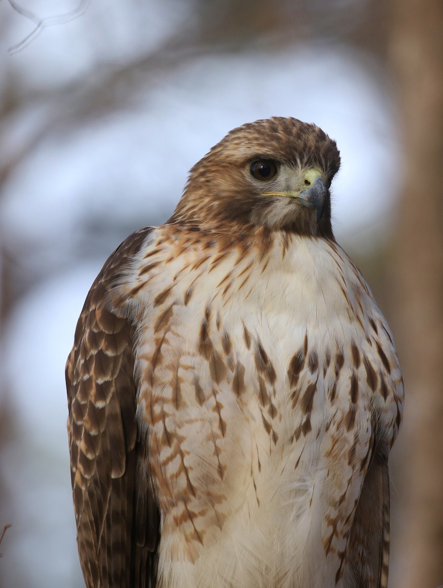 Red-tailed Hawk - ML534819301