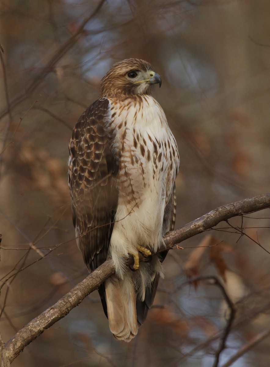 Red-tailed Hawk - ML534819311