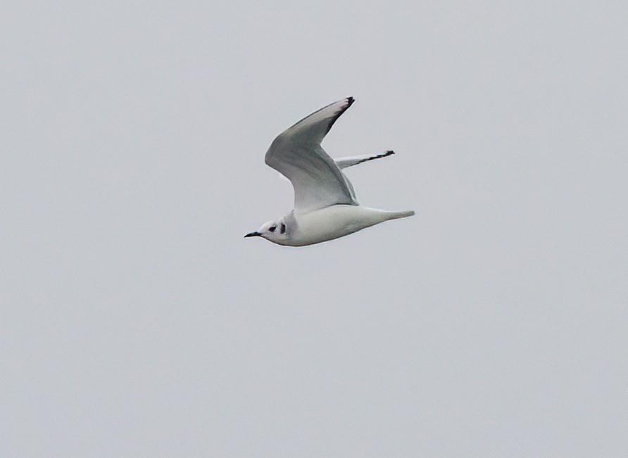 Bonaparte's Gull - ML534819511