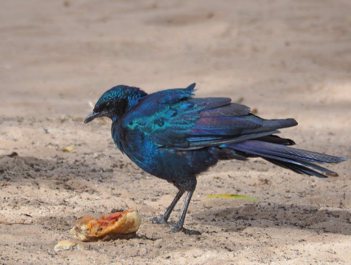 Cape Starling - ML534819901