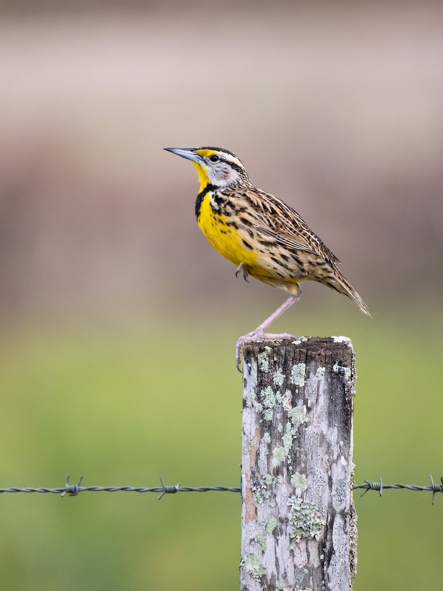 Eastern Meadowlark - Kelly Ballantyne