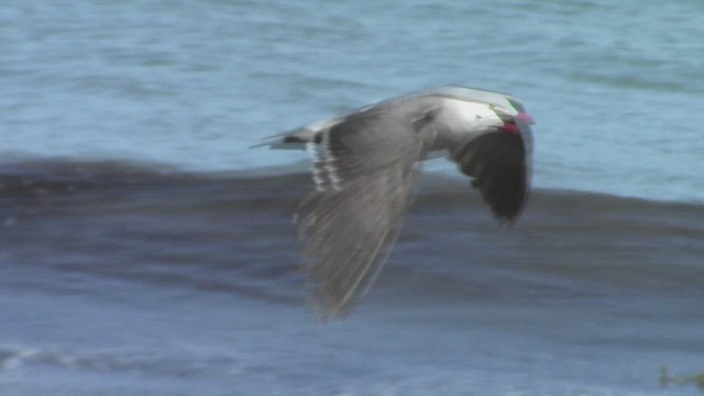 Gaviota Mexicana - ML534820891