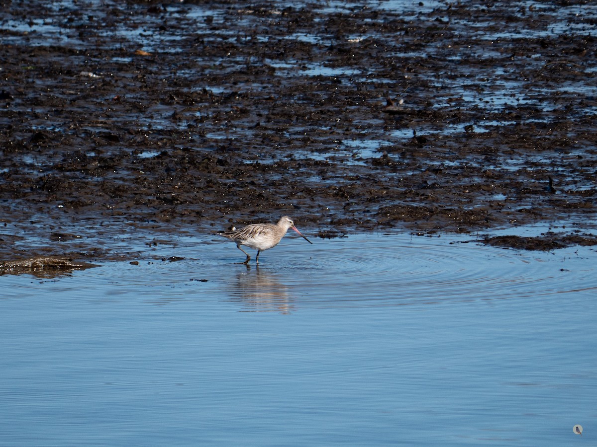 Bar-tailed Godwit - Nan Martic