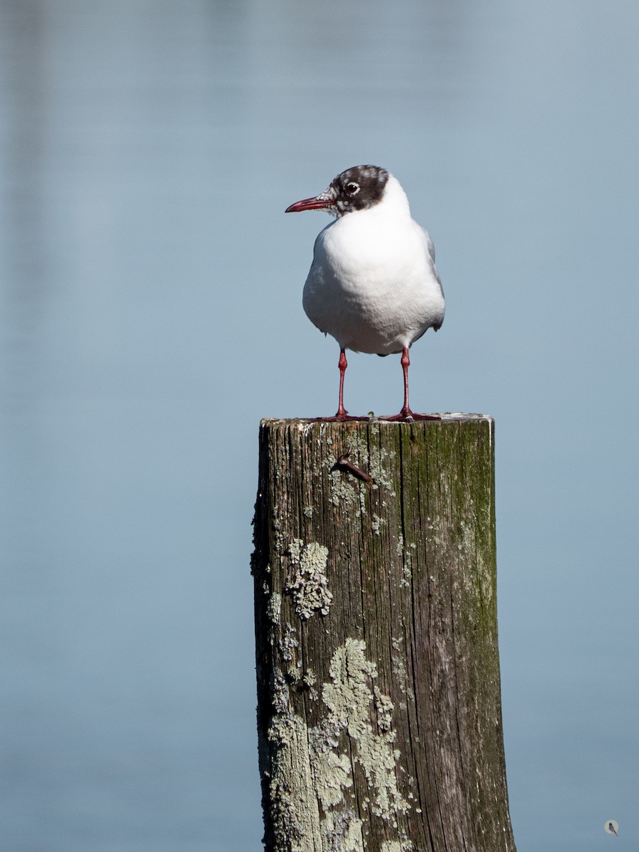 Mouette rieuse - ML534821071