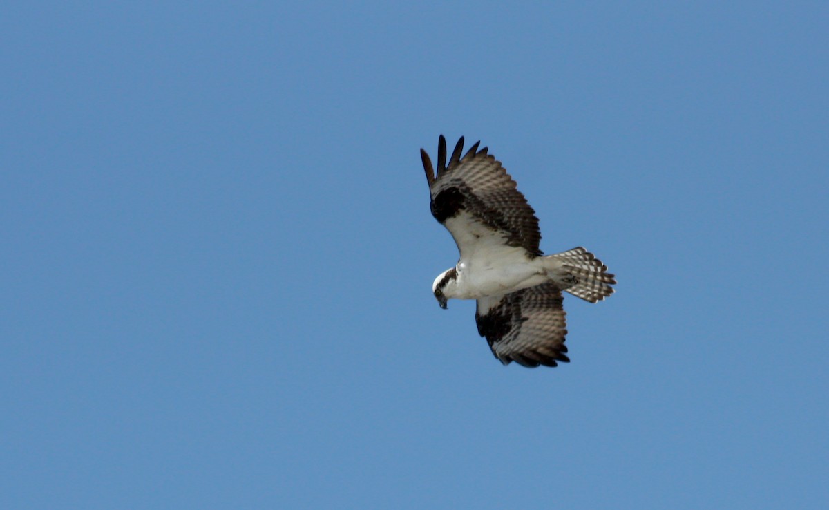 Osprey (carolinensis) - Jay McGowan