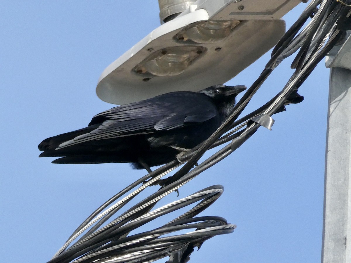 Fish Crow - ML534823181