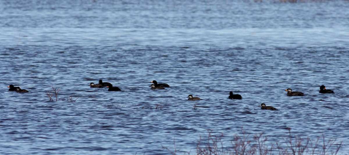 Black Scoter - ML53482321