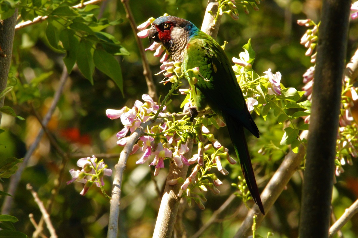 pyrura modročelý (ssp. caeruleiceps) - ML534823221