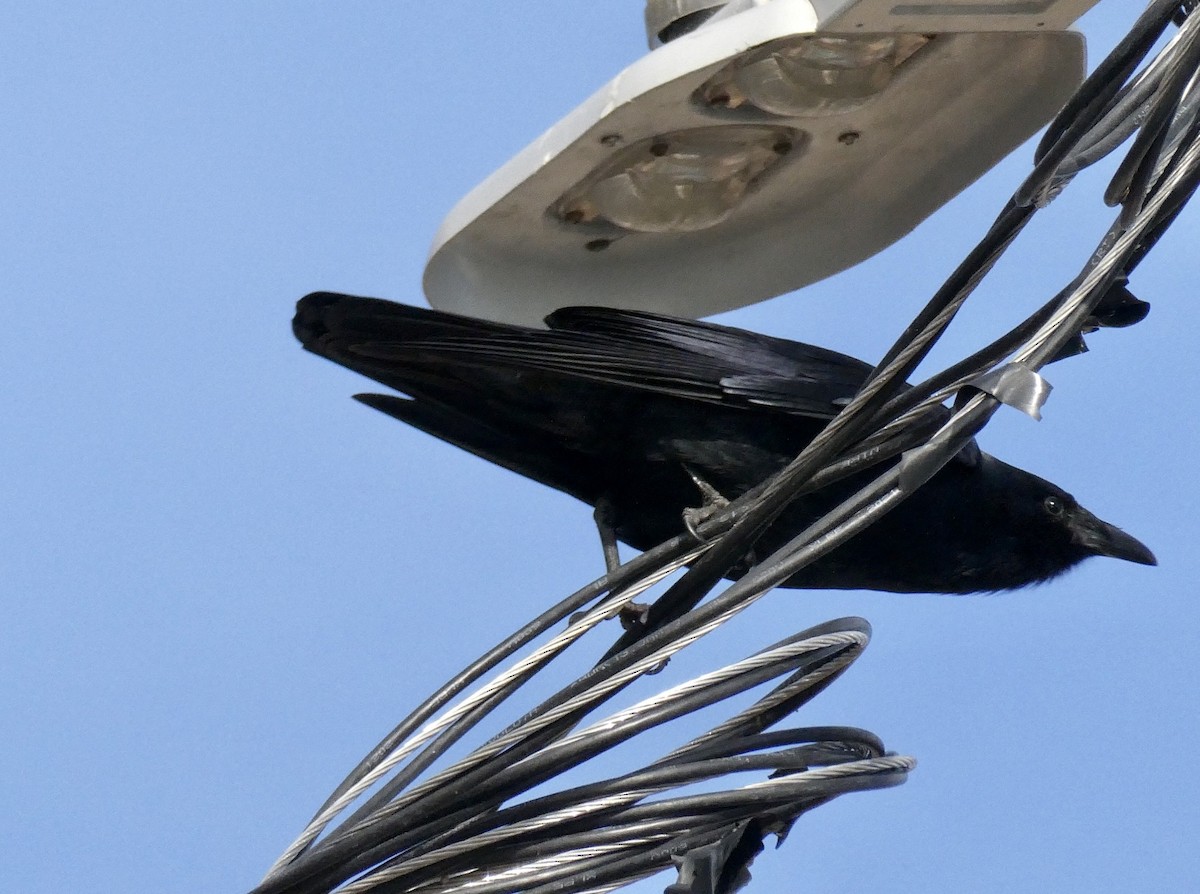 Fish Crow - ML534823271