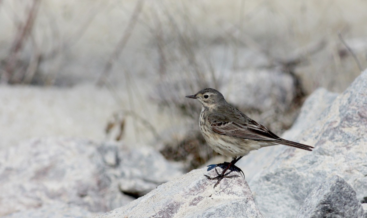 American Pipit - ML53482331