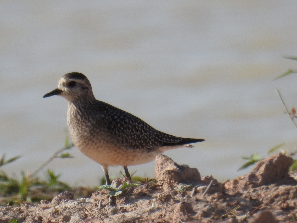 American Golden-Plover - ML534824351